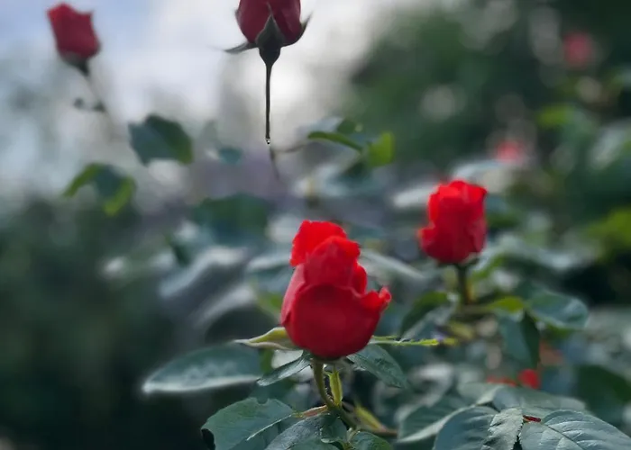 Fred Og Ro Ulstrup (Randers, Midtjylland)